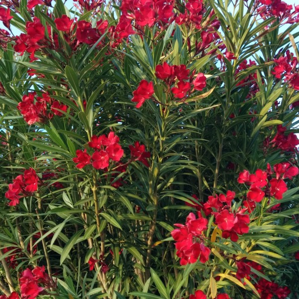 red oleanders as a thesis play red oleanders as a thesis play