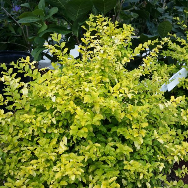 Sunshine Ligustrum | BCMGVA.org