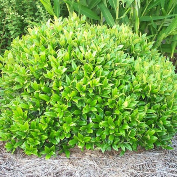 Shrubs