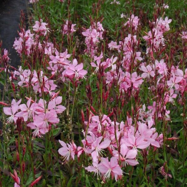 Oenothera lindheimeri 'Siskiyou Pink' | Gaura 'Siskiyou Pink'
